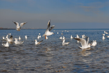 Seagulls rest on the water, take off, catch bread that is thrown to them