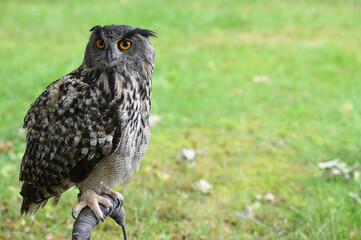 great horned owl falconry theme