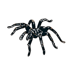 Color sketch of spider with transparent background