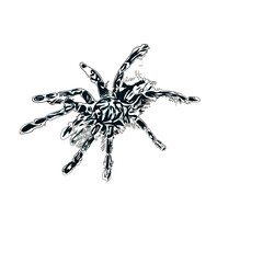 Color sketch of spider with transparent background