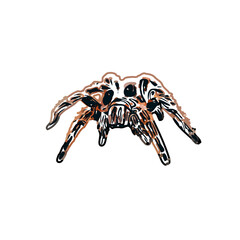 Color sketch of spider with transparent background