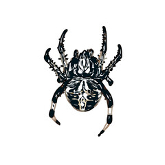 Color sketch of spider with transparent background