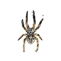 Color sketch of spider with transparent background