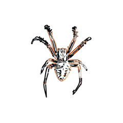 Fototapeta na wymiar Color sketch of spider with transparent background