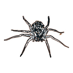 Color sketch of spider with transparent background