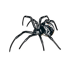 Color sketch of spider with transparent background