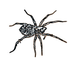 Color sketch of spider with transparent background