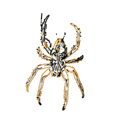 Color sketch of spider with transparent background