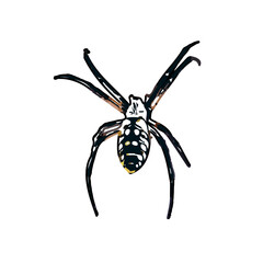 Color sketch of spider with transparent background