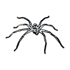 Color sketch of spider with transparent background