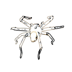 Color sketch of spider with transparent background