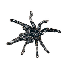 Color sketch of spider with transparent background