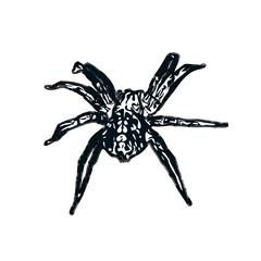 Color sketch of spider with transparent background
