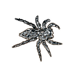Color sketch of spider with transparent background