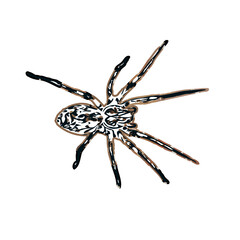 Color sketch of spider with transparent background