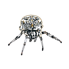 Color sketch of spider with transparent background