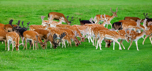 Herd of wild Fallow deer grazing green grass in Phoenix Park Dublin. Group of male stags with...