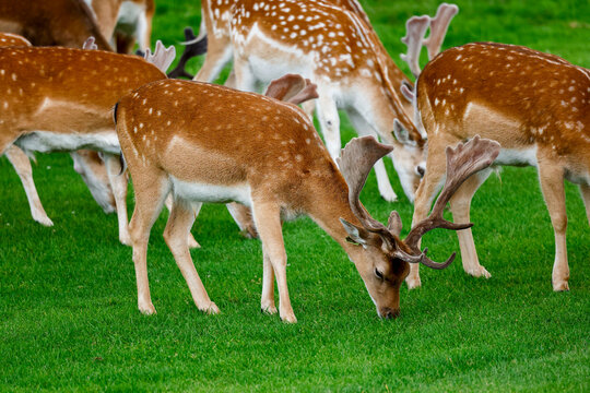 Male fallow deer "Dama dama", with antlers covered in velvet, grazing green grass. Phoenix Park, Dublin, Ireland