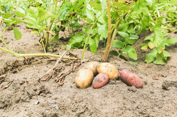 Kartoffel Feld Garten Kartoffeln Ernte verschiedene Sorten Arten 