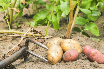 Kartoffeln ernte Feld Garten Hacke Kartoffel 