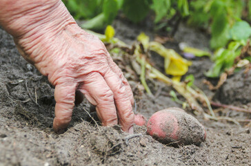 Kartoffel Feld Ernte Rot Frau Hand Garten 
