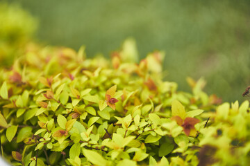 Small leaves of Japanese spirea shrub on a blurry background. An ornamental plant in the garden, against a background of small green leaves. Organic natural background. High quality photo