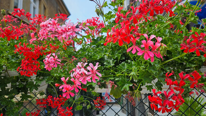 Beautiful bright flowers of Pelargonium inquinans as a decoration on the city street