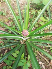 Planta de piña