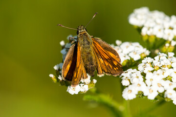 Rostfarbiger Dickkopffalter (Ochlodes sylvanus)	