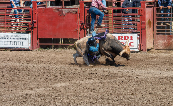 A cowboy is falling off a bucking bull at a rodeo. The cowboy is wearing blue and the bull is black. They are in front of the gate and fence holding cattle.