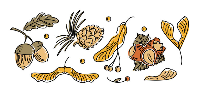Set of modern bright icons of autumn nuts and seeds. Acorns with leaves, cedar cone, linden seeds, hazelnuts, maple lionfish seeds. Sketch style. For stickers, web design, postcards.