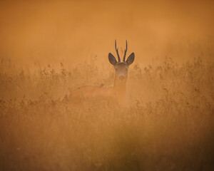 deer in the desert © Mariusz