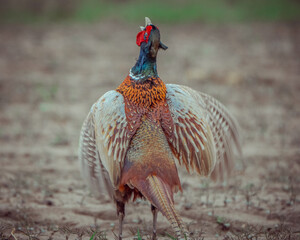 pheasant in the wild