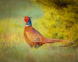 pheasant in the grass