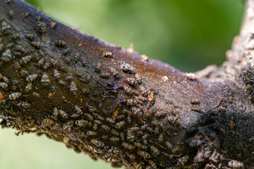Aphids on a branch of tree