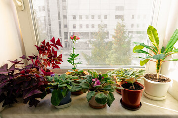 Window sill with houseplants. Home flowers in pots stand on the windowsill