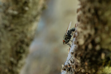 Fly on a branch