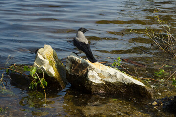 The grey crow (Corvus cornix) on the bank of the Volga river in Samara, Russia.