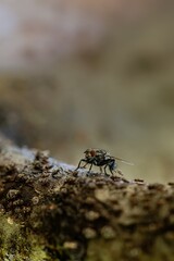Fly