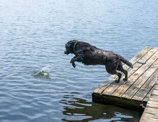 photograph of a black lab diving off a dock into the water