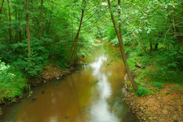 Gęsty, liściasty, zielony las. Pomiędzy drzewami płynie rzeka tocząc brązową wodę. Brzegi...