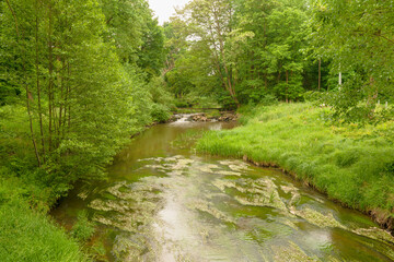 Gęsty, liściasty, zielony las. Pomiędzy drzewami płynie rzeka tocząc brązową wodę. Brzegi porośnięte są trawą. Rzeka jest nieuregulowana. - 628978262