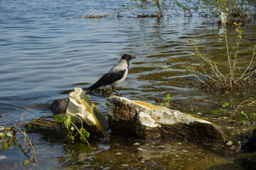 The grey crow (Corvus cornix) on the bank of the Volga river in Samara, Russia.