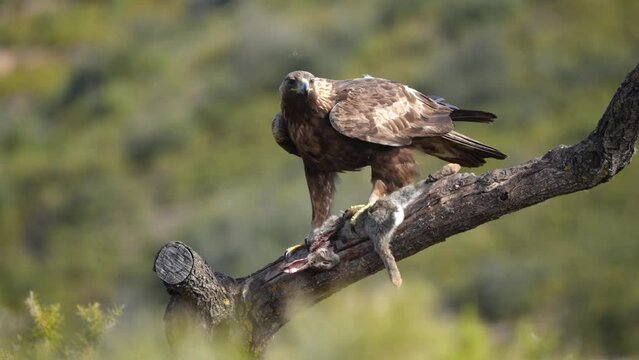 golden eagle devouring a rabbit on a log