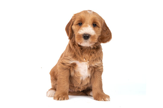 Adorabe Labradoodle pup, looking straight into camera, isolated on white
