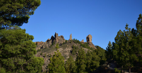Fototapeta na wymiar Pine forest in the foreground and Roque Nublo with blue sky in the background, Gran Canaria, Canary Islands