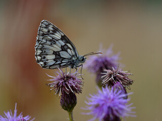 butterfly on flower