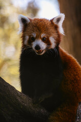 panda rojo mirando feliz, panda rojo sonriendo, panda rojo con la boca abierta