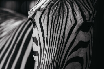 Fototapeta na wymiar fotografía de cebra en blanco y negro, retrato de cebra