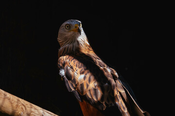 águila en un palo mirando hacia atrás